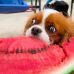 dogs on the beach eating watermelon