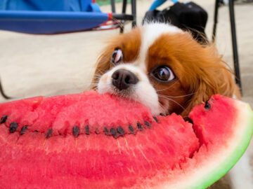 dogs on the beach eating watermelon