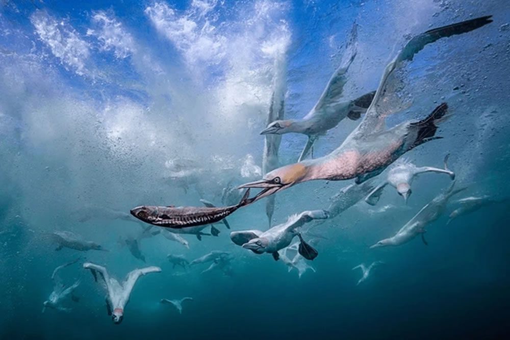 birds that swim underwater