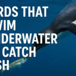 Birds That Swim Underwater to Catch Fish