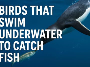 Birds That Swim Underwater to Catch Fish