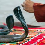 Tourist dies of possible cobra bite at luxury resort