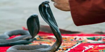 Tourist dies of possible cobra bite at luxury resort