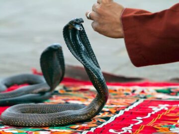 Tourist dies of possible cobra bite at luxury resort