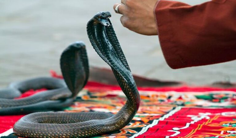 Tourist dies of possible cobra bite at luxury resort, police say