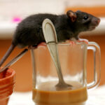 3 dead after suspected hantavirus cases on cruise ship