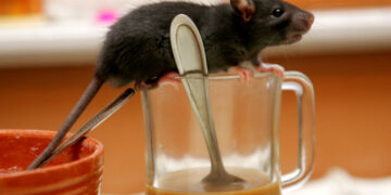 3 dead after suspected hantavirus cases on cruise ship